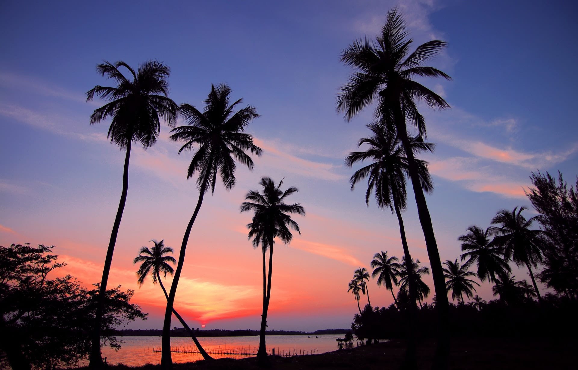 Palm sunset background